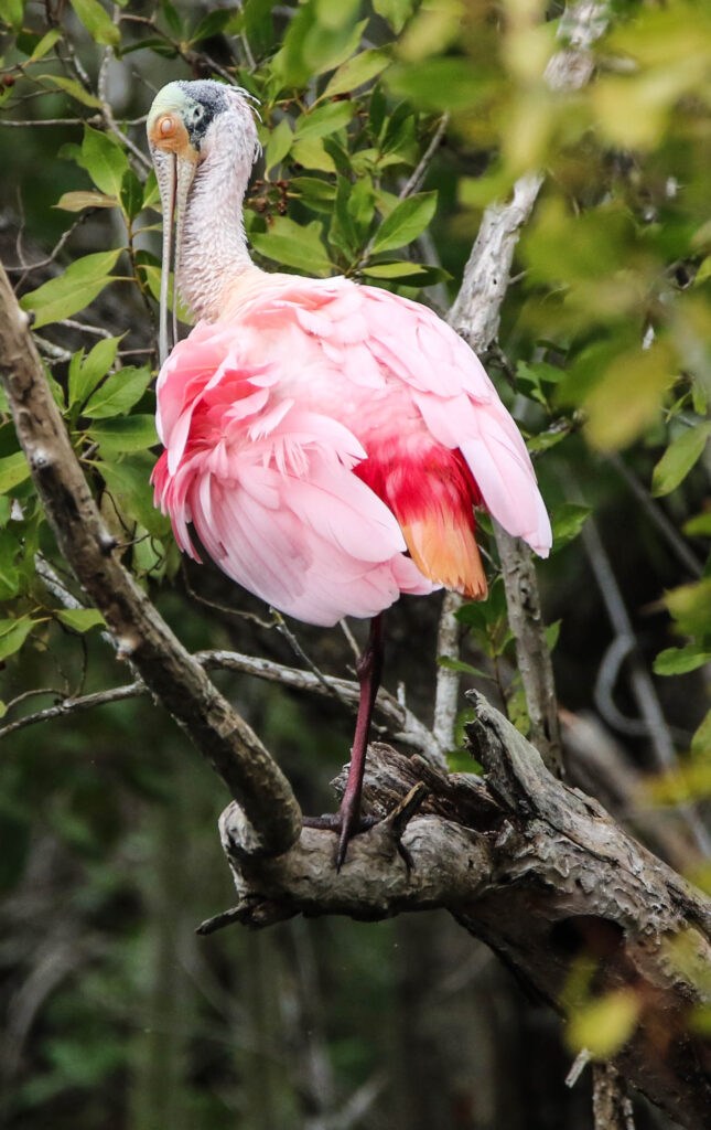 Roseate Spoonbil