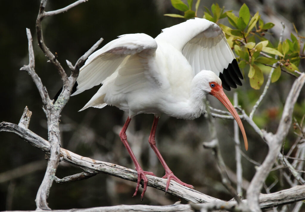 White Ibis