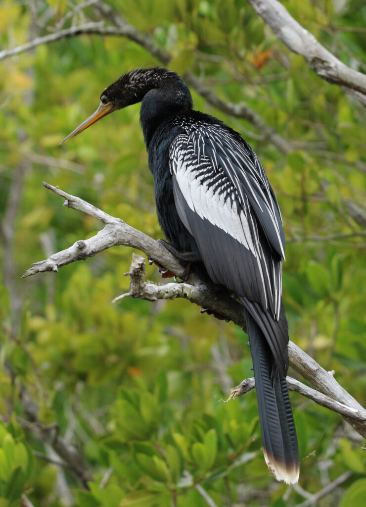 Male Anhinga