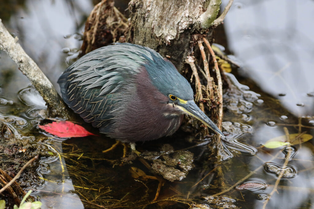 Green Heron