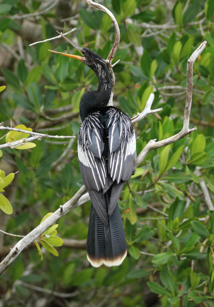 Male Anhinga