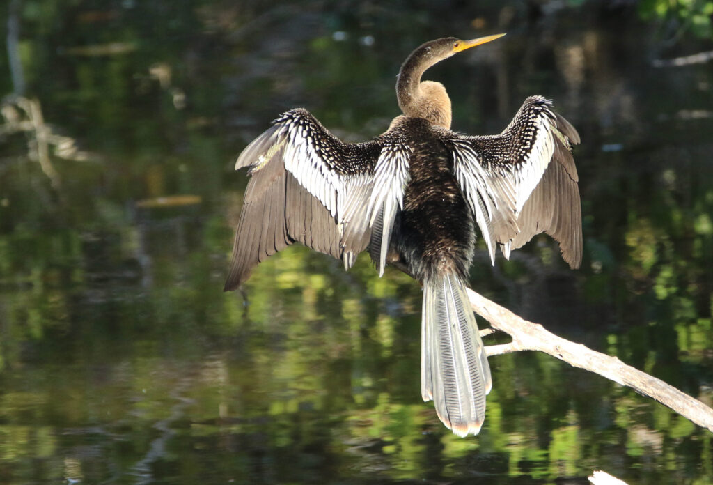 Female Anhinga