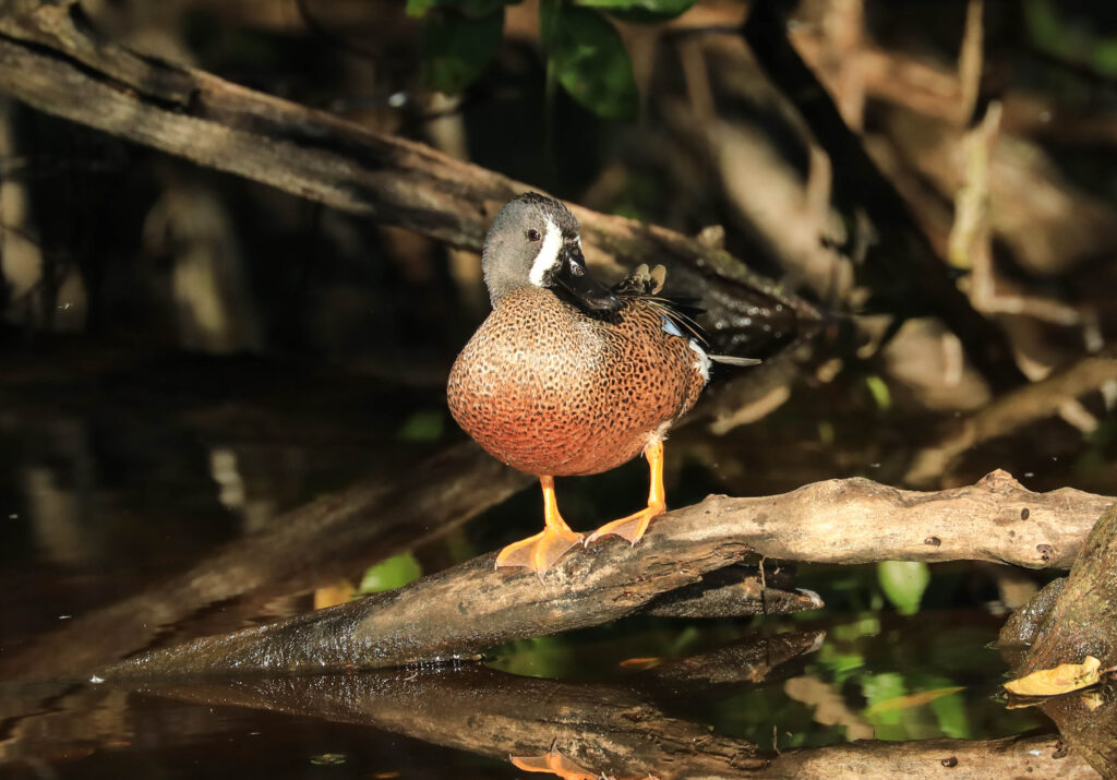 Blue Winged Teal