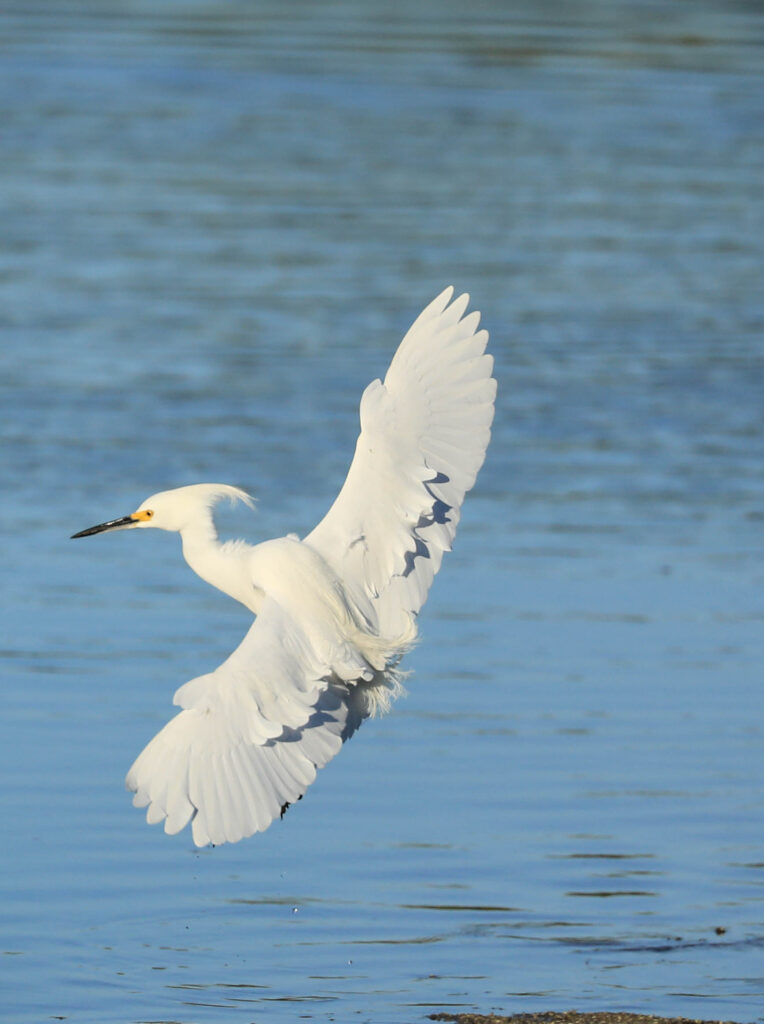 Snowy Egret