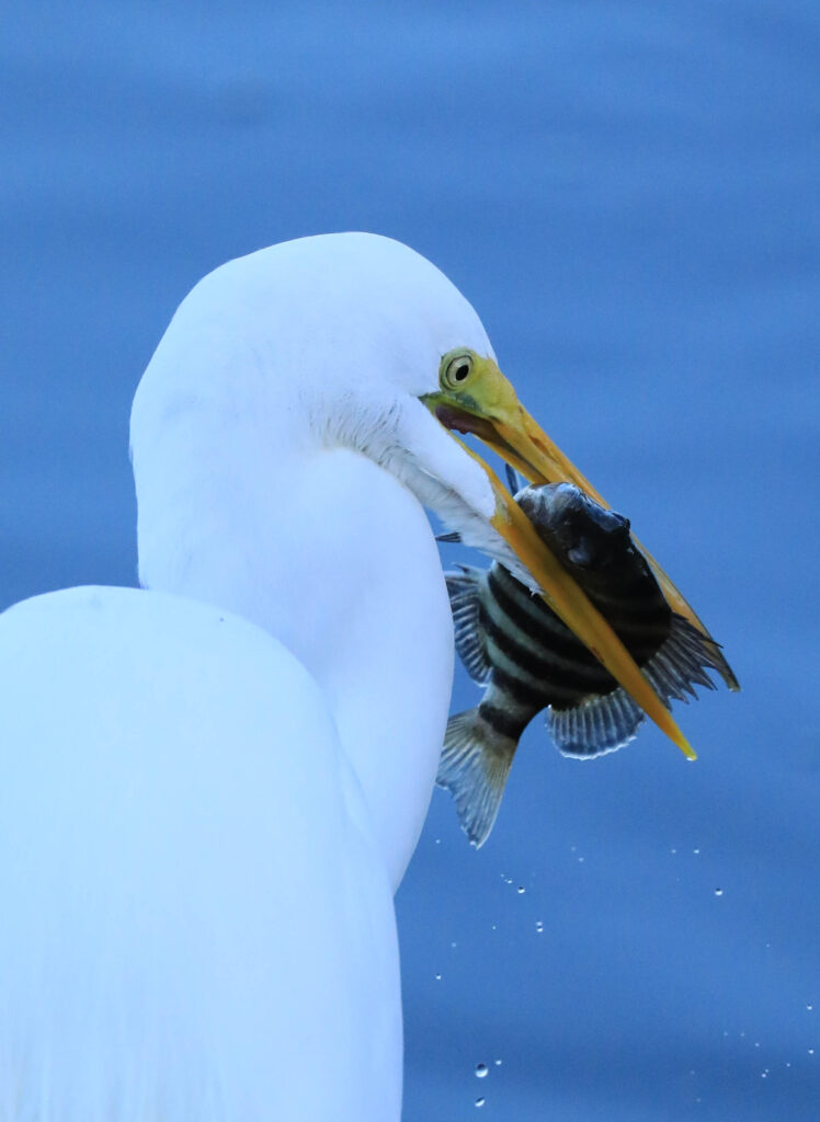 Great Egret