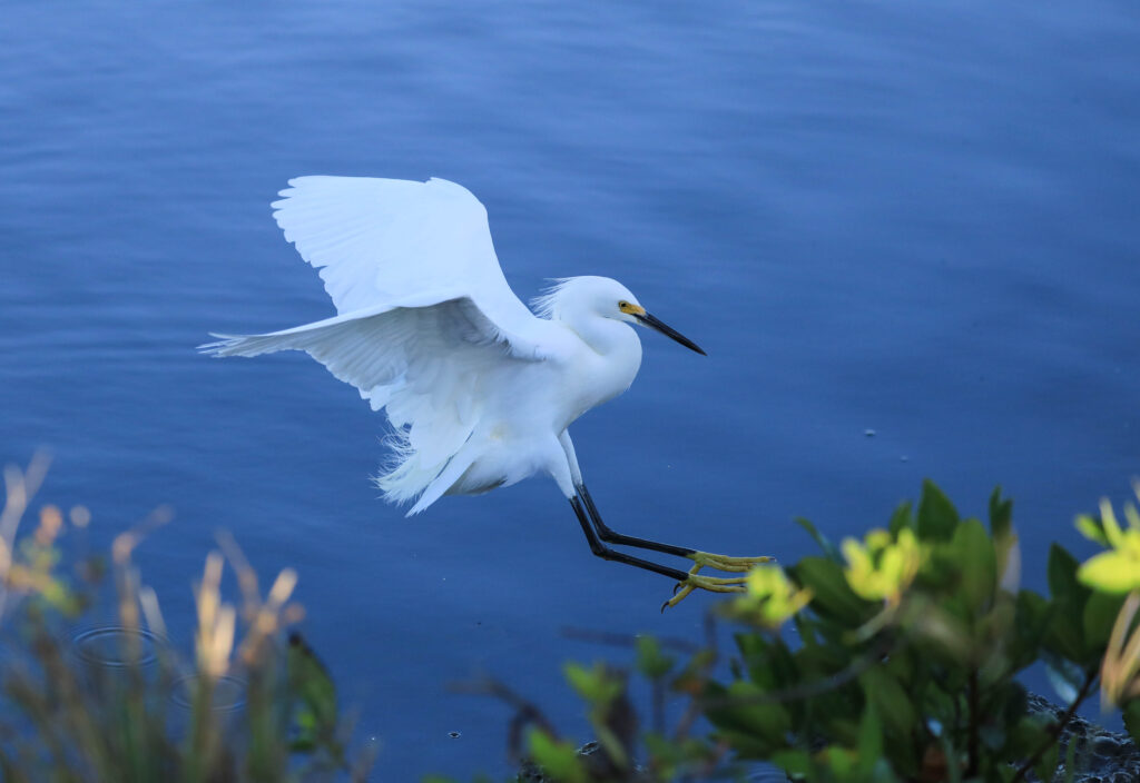 Snowy Egret
