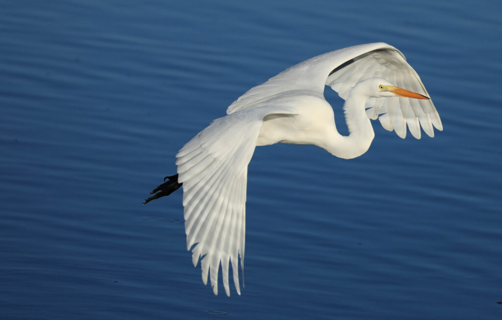 Great Egret