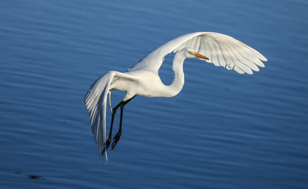 Great Egret