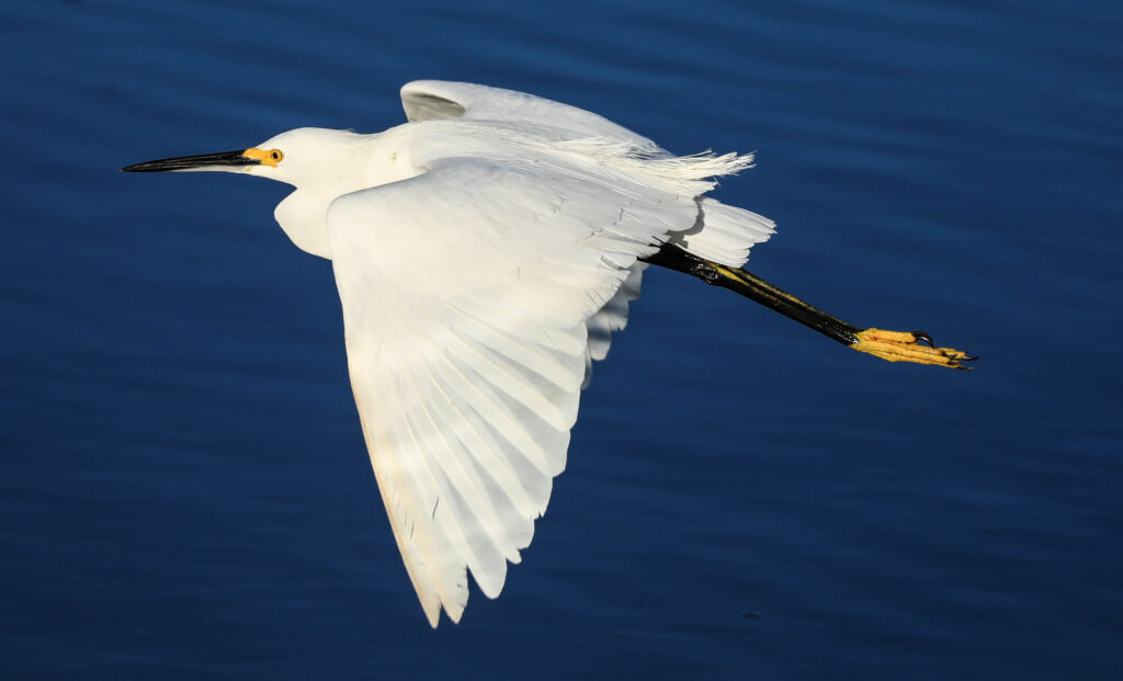 Snowy Egret