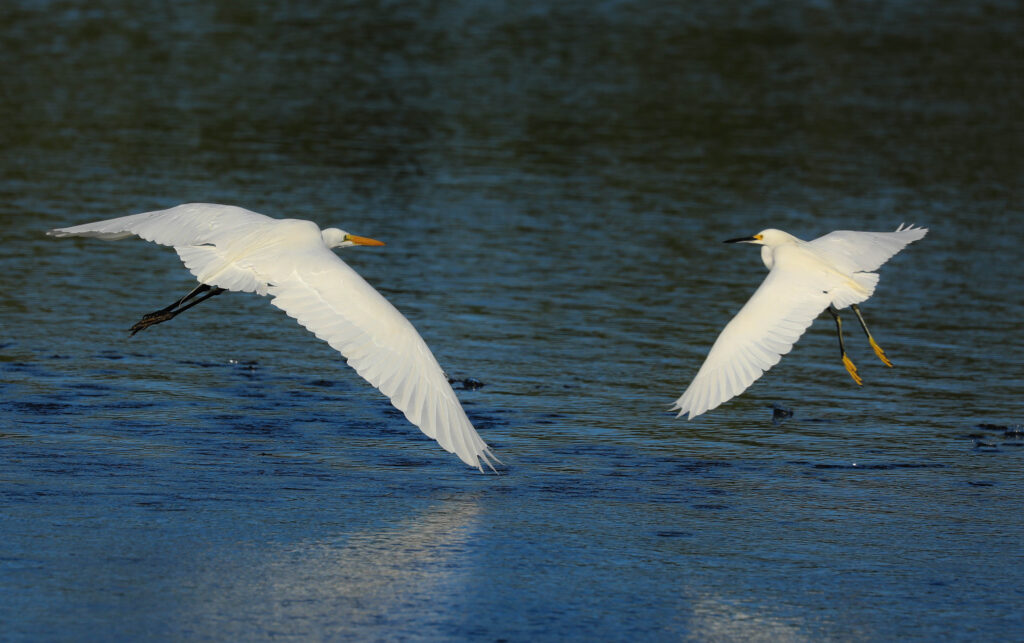 Snowy & Great Egrets