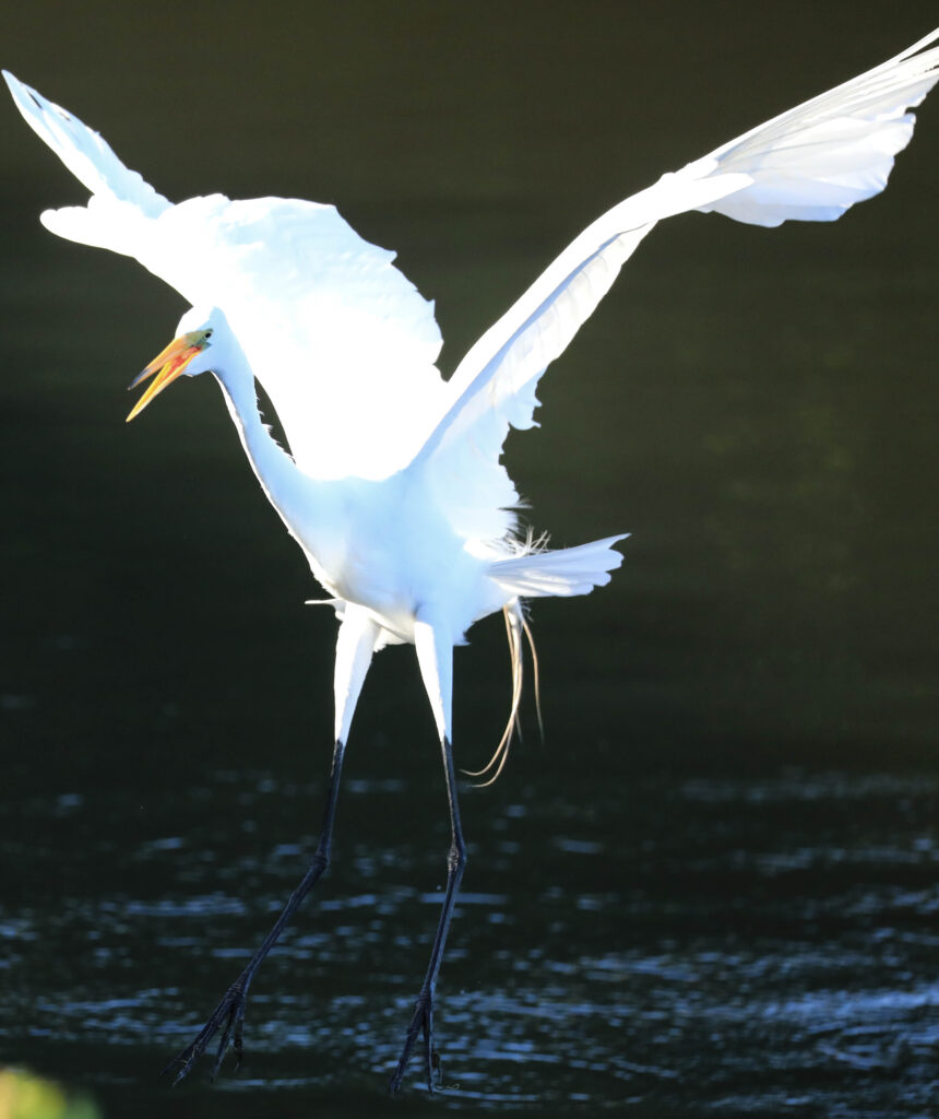Snowy Egret