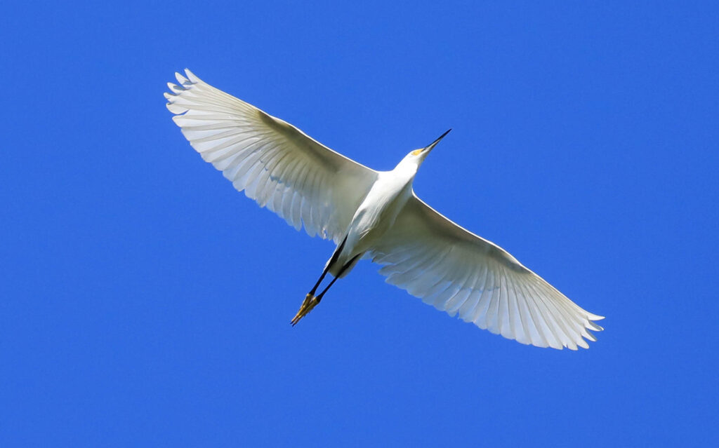 Snowy Egret