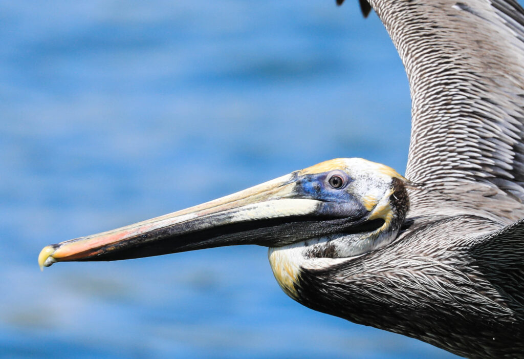 Brown Pelican