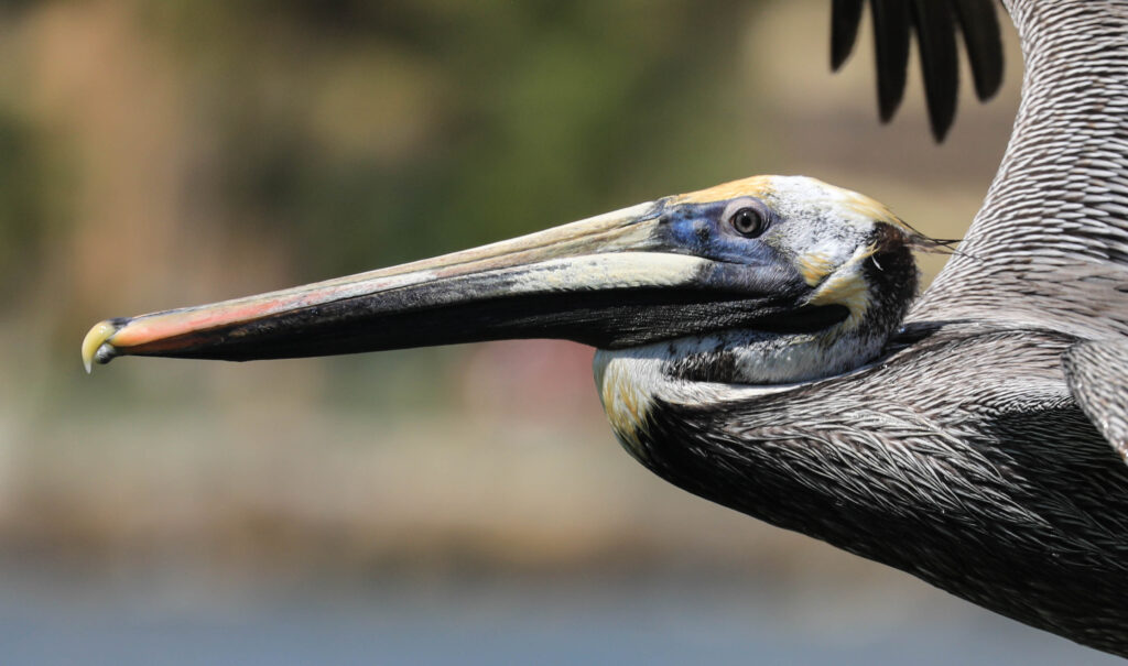 Brown Pelican