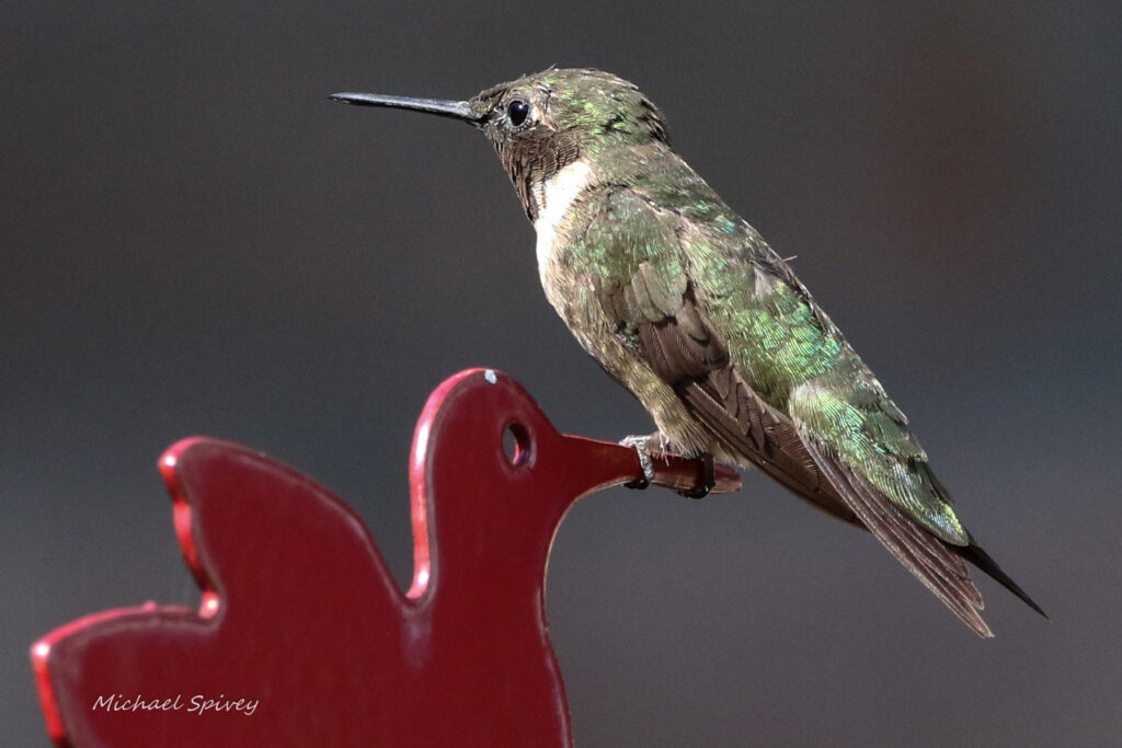 Hummingbird