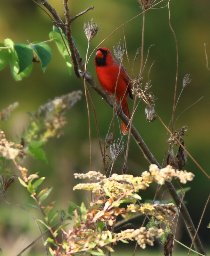 Male Cardinal