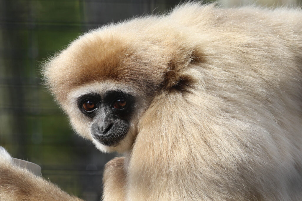 Gibbon