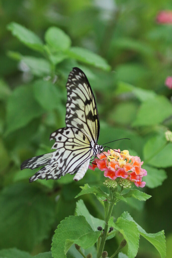 Backyard Butterfly